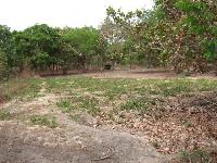 Land For Sale - Sanyang 150 x ...