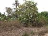 Land For Sale - Sanyang 150 x ...