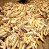 NIGERIA: Food shortages on the...